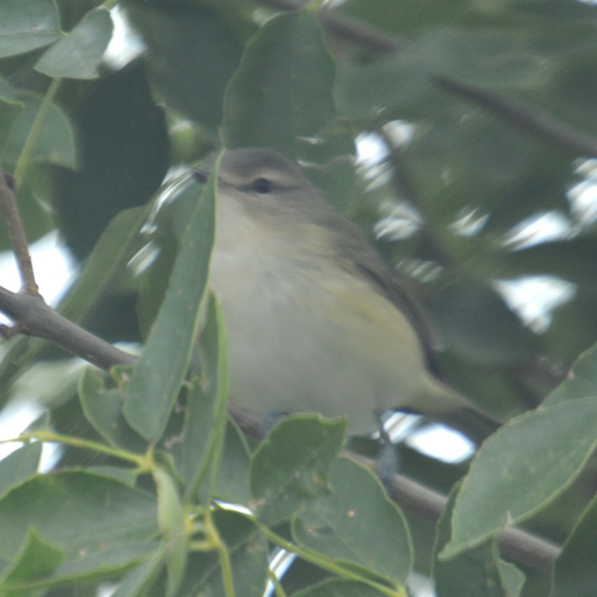 Warbling Vireo - ML641414729