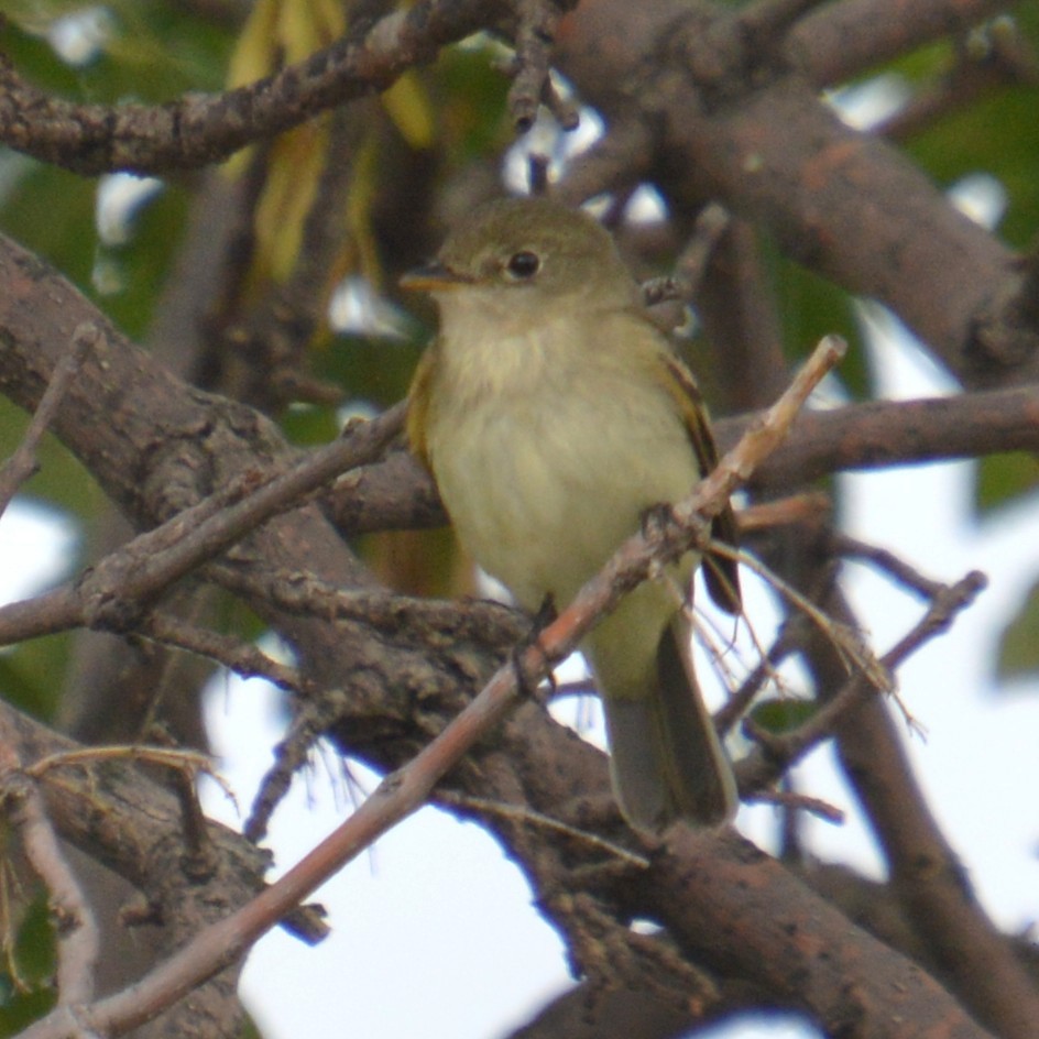 Empidonax sp. - ML641414734