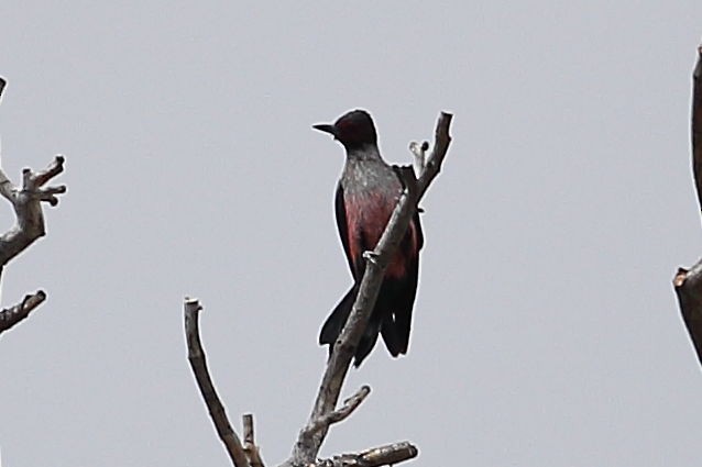 Pic de Lewis - ML641414741