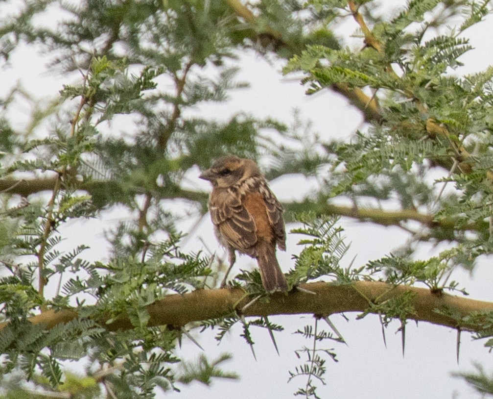 Moineau de Shelley - ML641414748