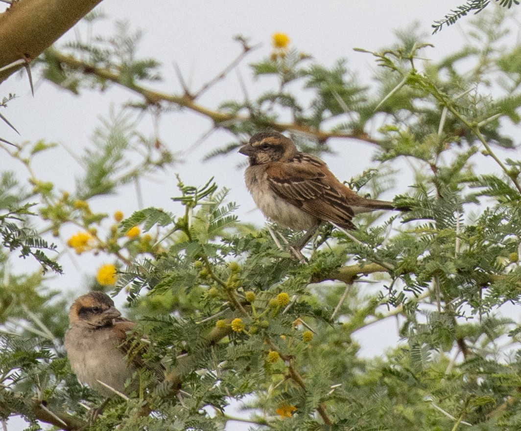 Moineau de Shelley - ML641414752