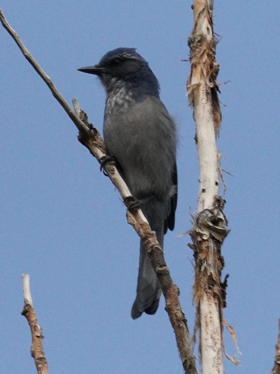 Woodhouse's Scrub-Jay - ML641414767