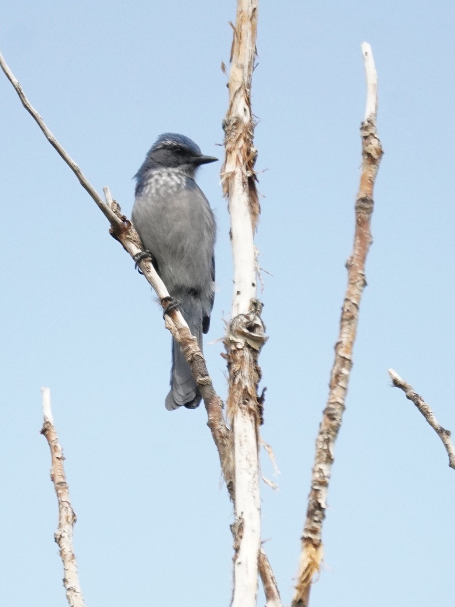 Woodhouse's Scrub-Jay - ML641414777