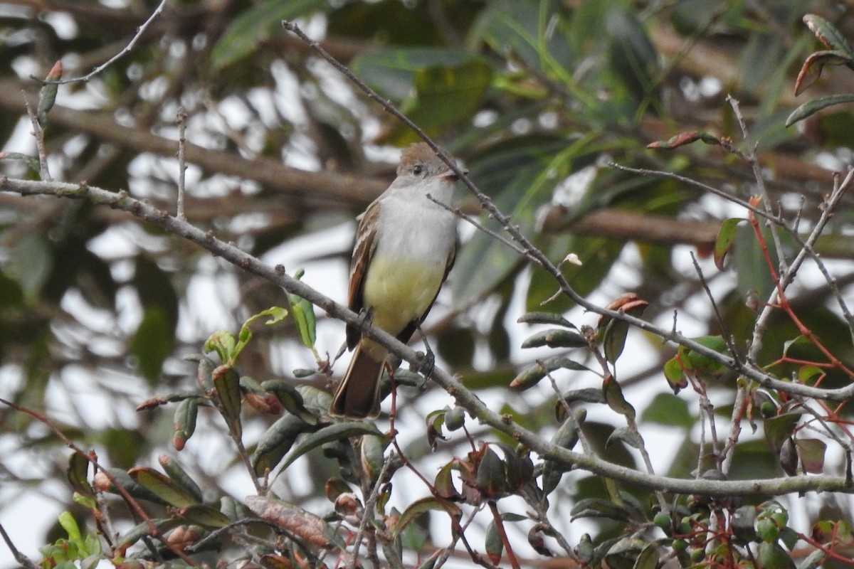 Ash-throated Flycatcher - ML641414784