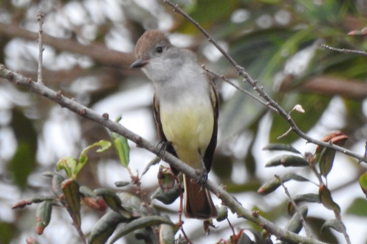Ash-throated Flycatcher - ML641414785