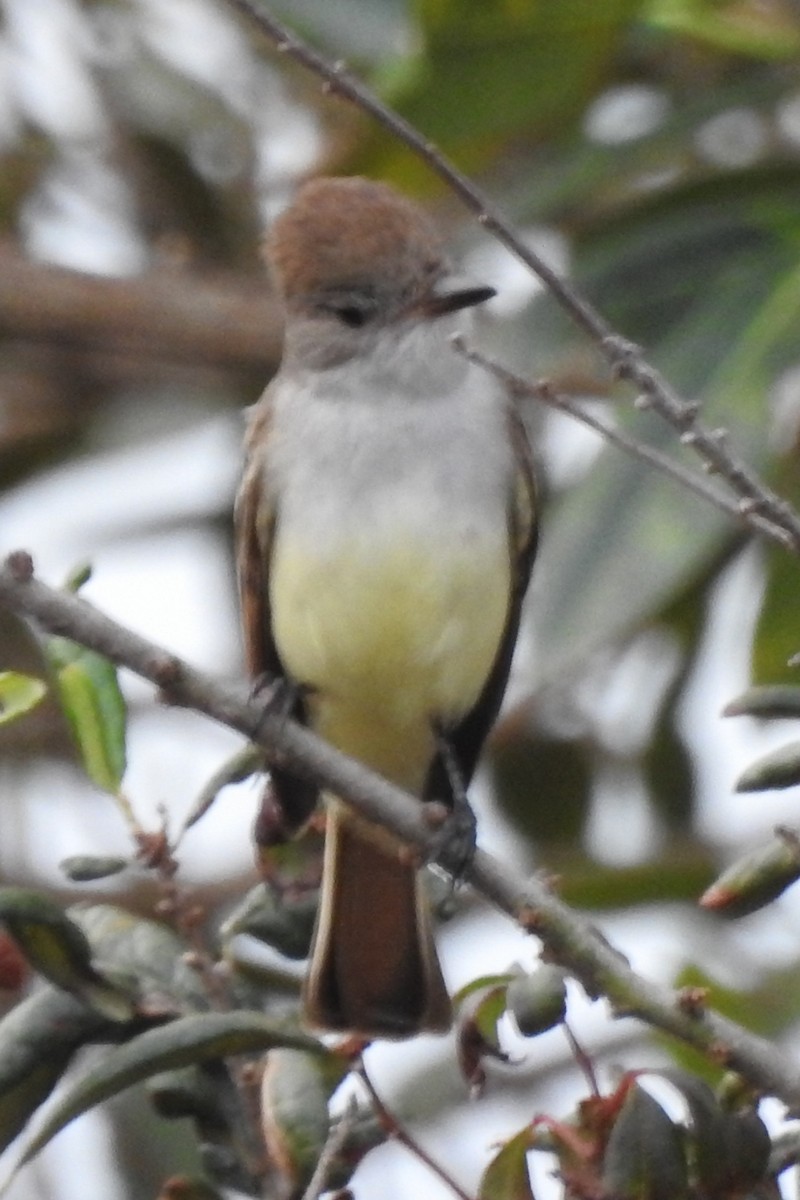 Ash-throated Flycatcher - ML641414786