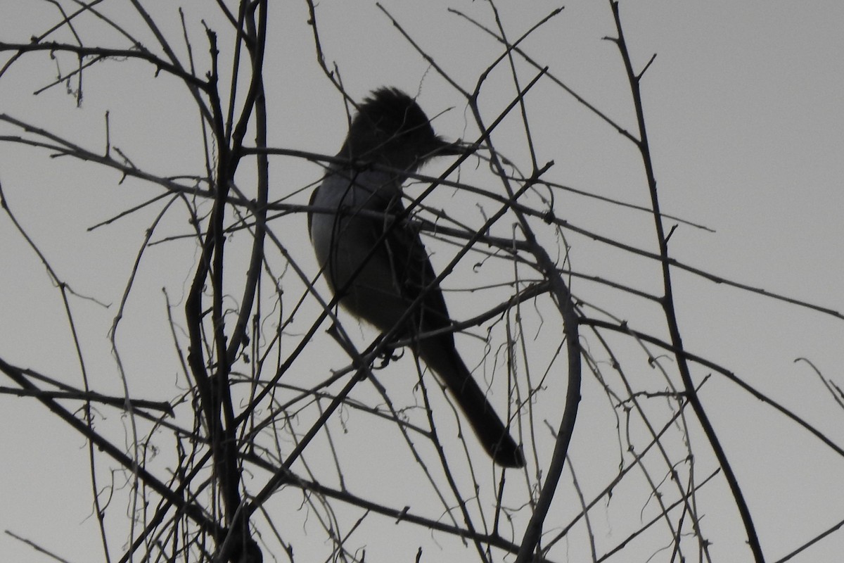 Ash-throated Flycatcher - ML641414787