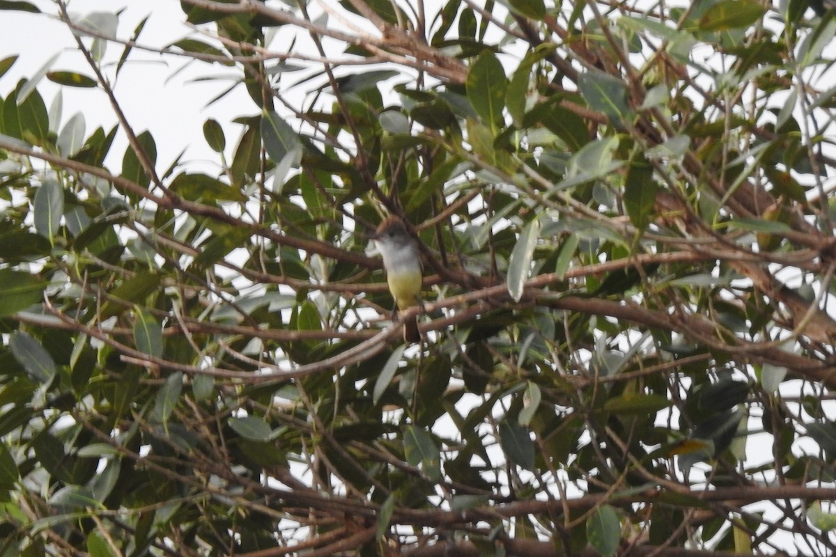 Ash-throated Flycatcher - ML641414788