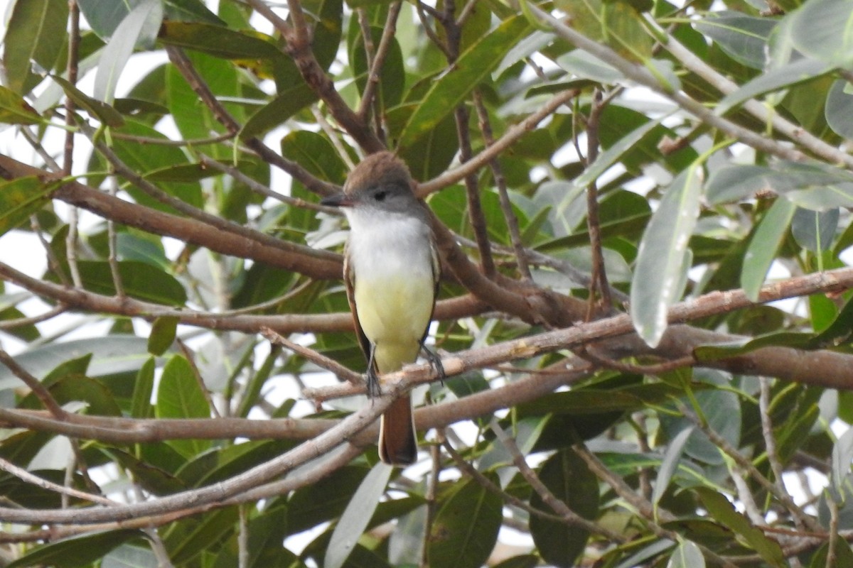 Ash-throated Flycatcher - ML641414789