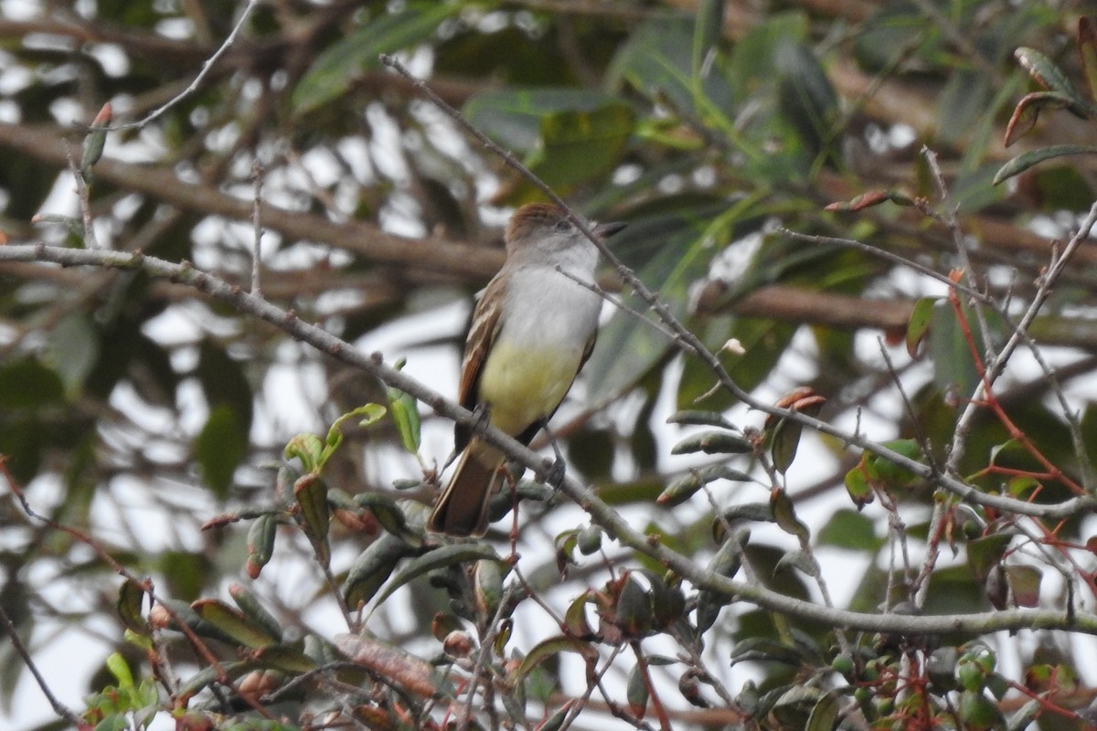 Ash-throated Flycatcher - ML641414790