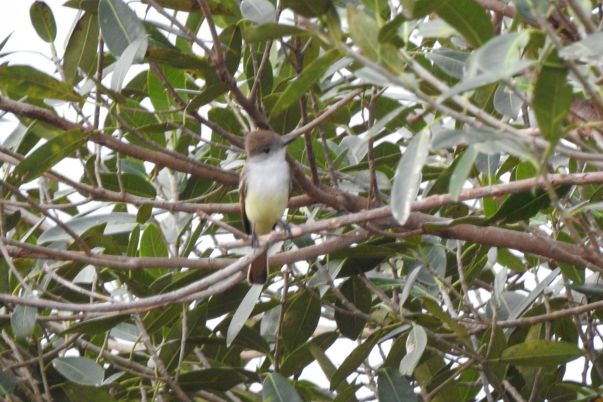 Ash-throated Flycatcher - ML641414791
