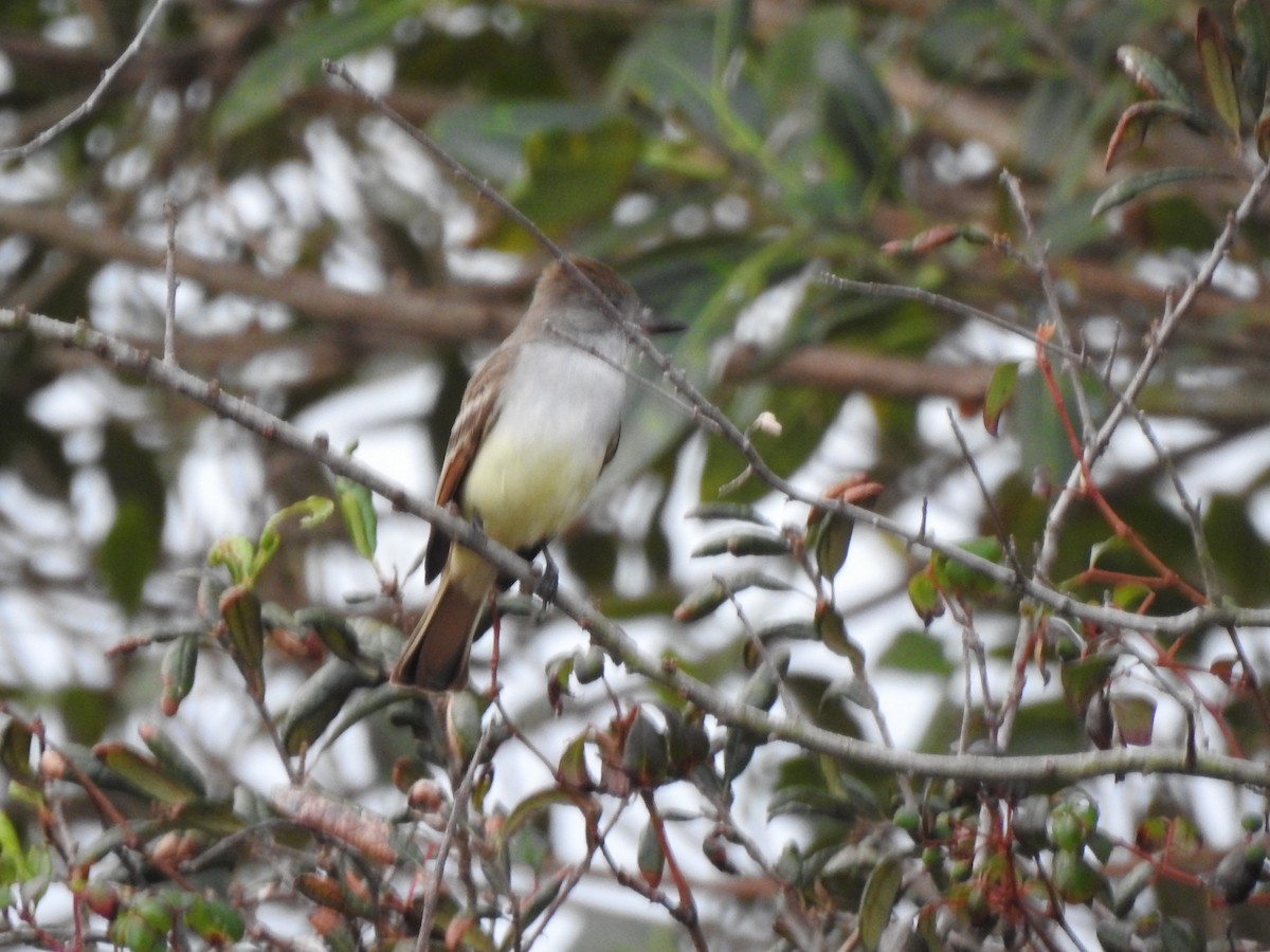 Ash-throated Flycatcher - ML641414792
