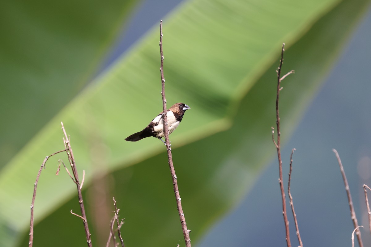 Javan Munia - ML641414795