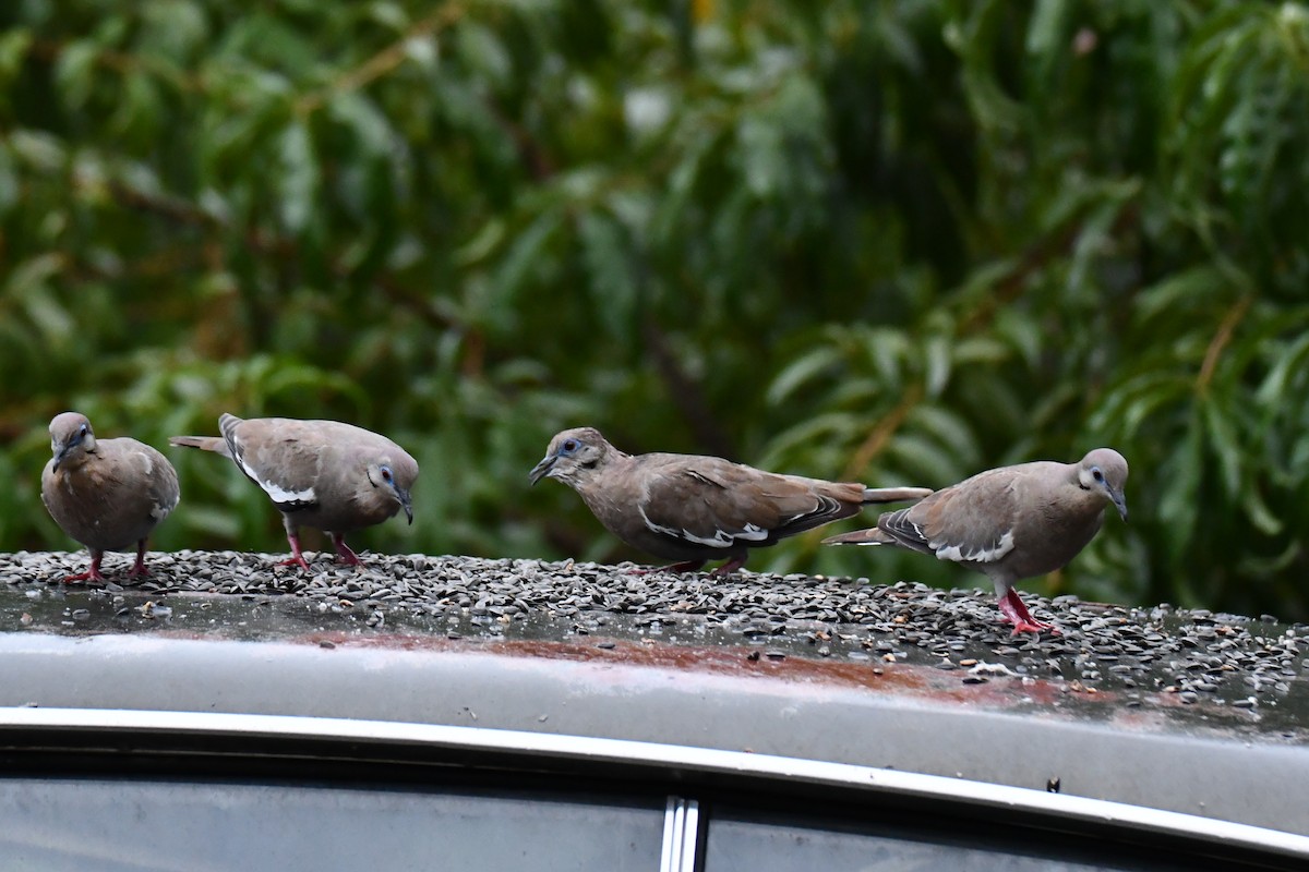 White-winged Dove - ML641414813
