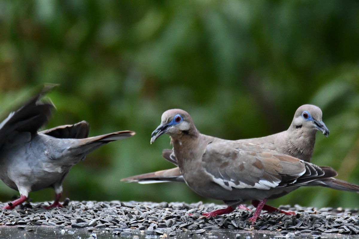White-winged Dove - ML641414814