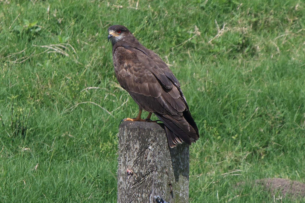 Snail Kite - ML641414818