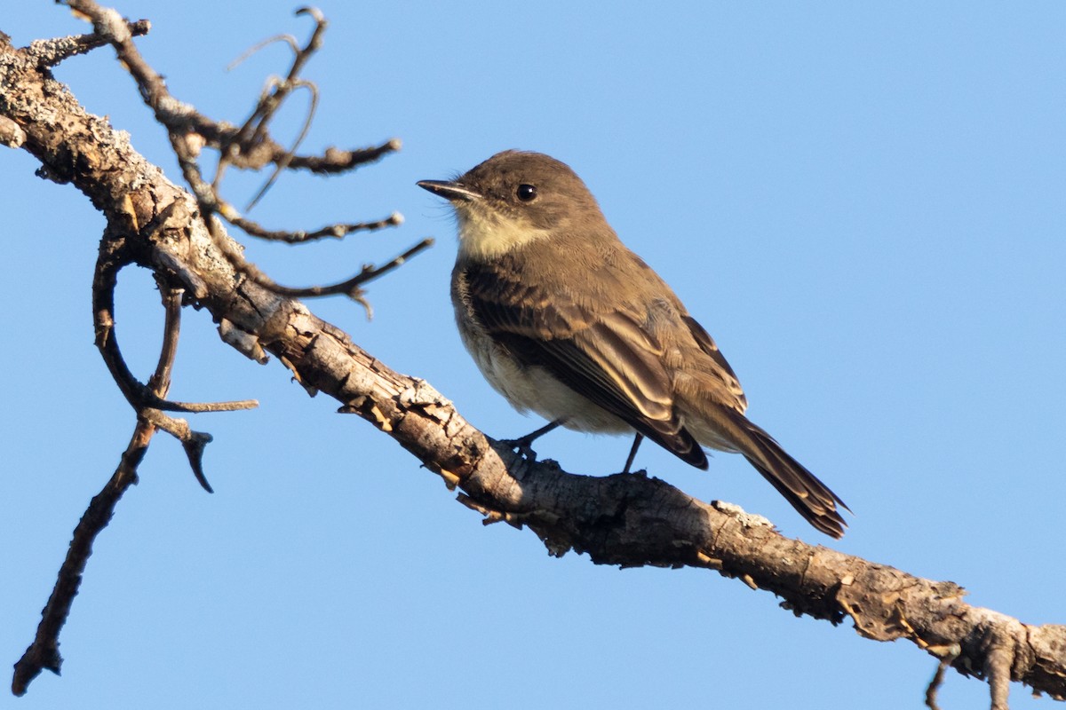 Eastern Phoebe - ML641414819