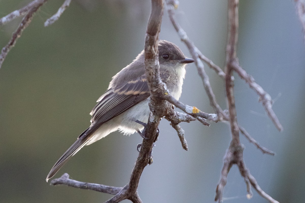 Eastern Phoebe - ML641414820