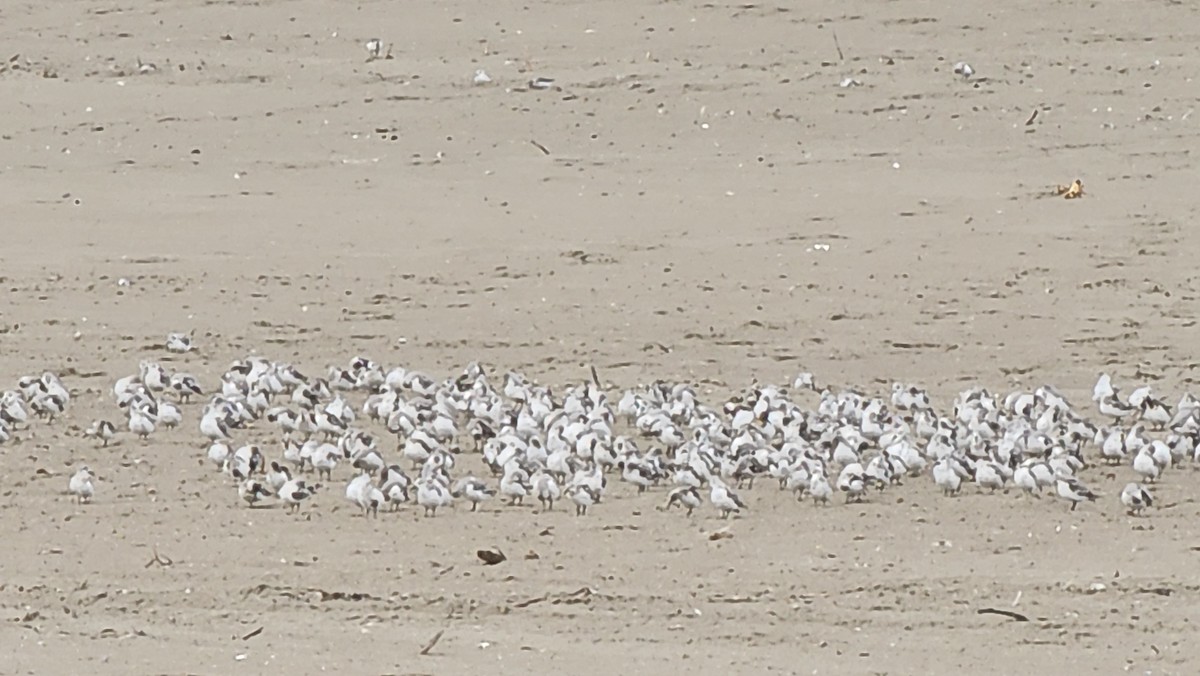 Sanderling - ML641414821
