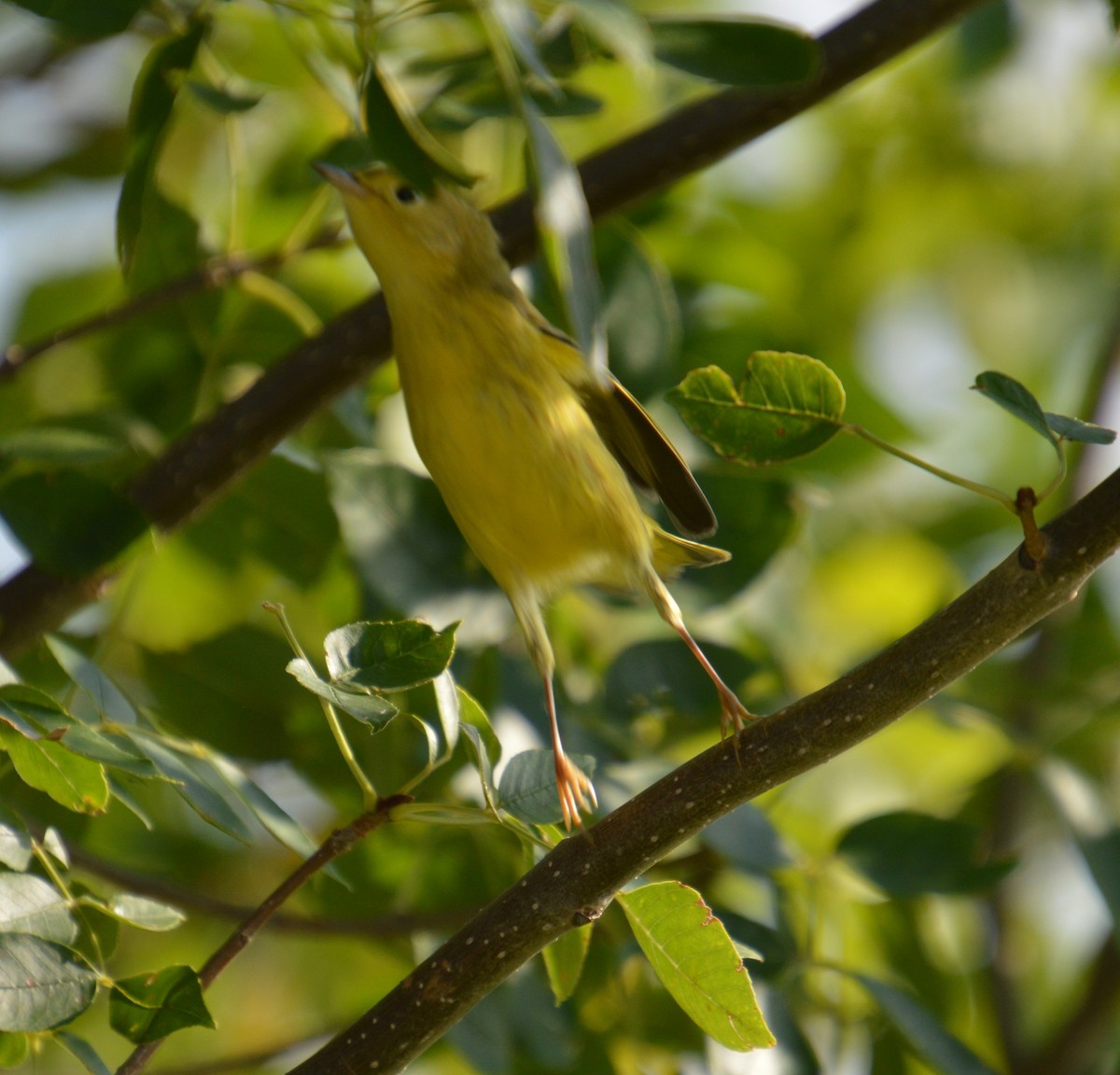 Yellow Warbler - ML641414822