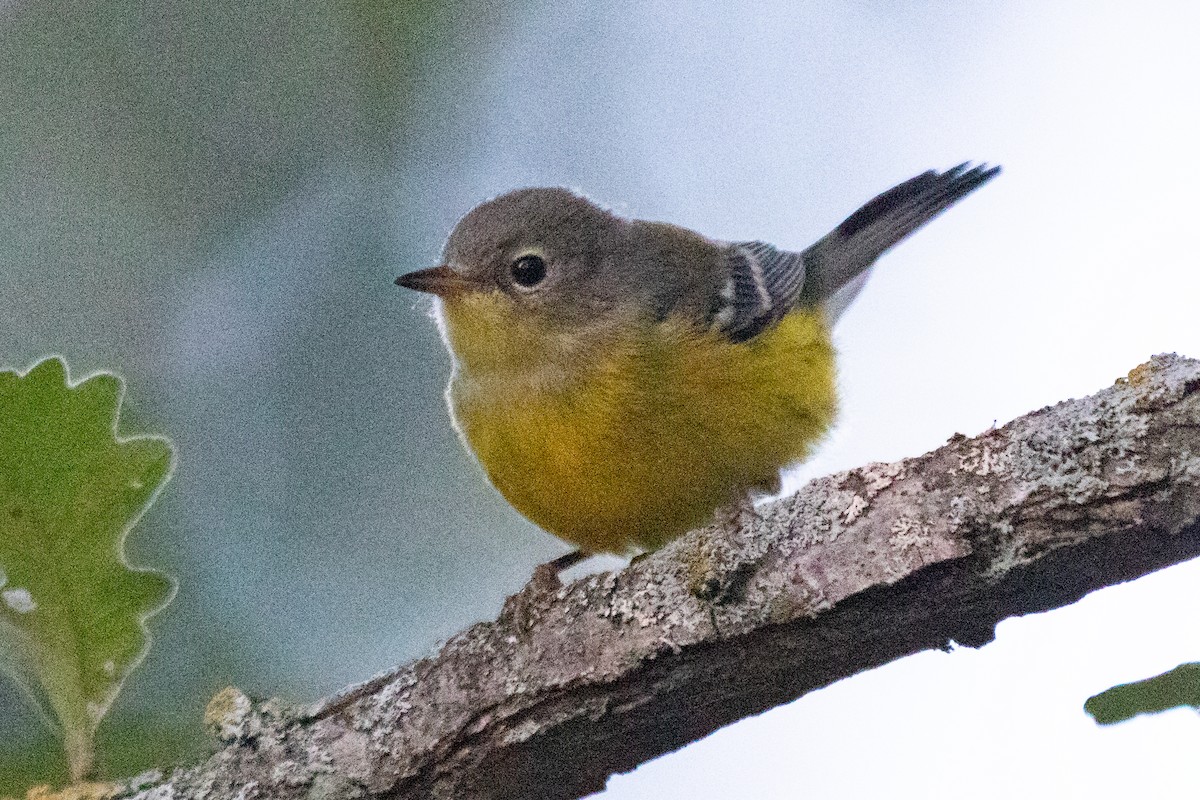 Magnolia Warbler - ML641414823