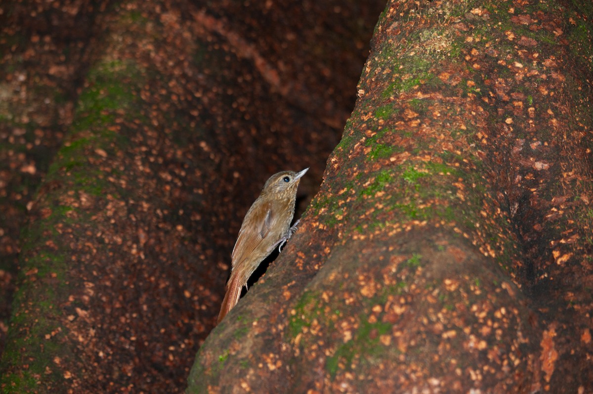 Wedge-billed Woodcreeper - ML641414824