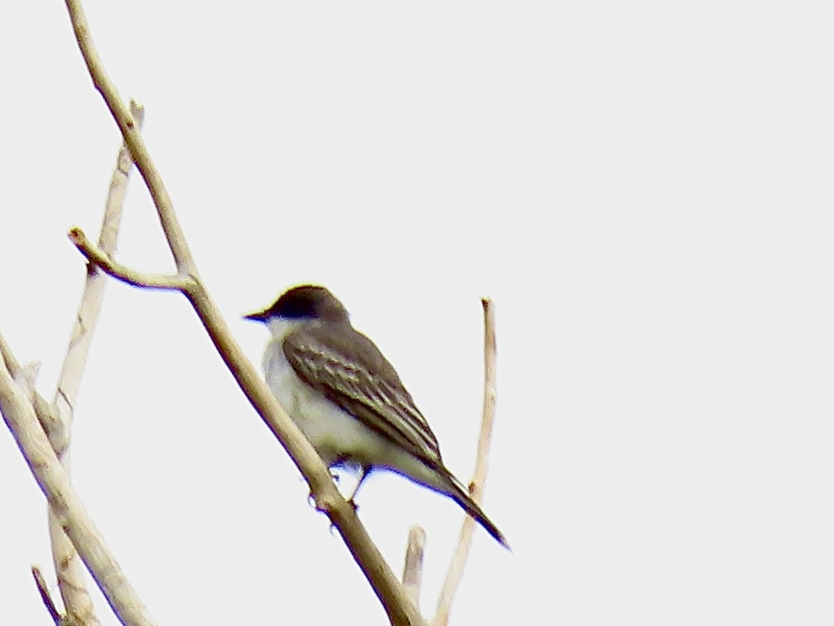 Eastern Kingbird - ML641414825