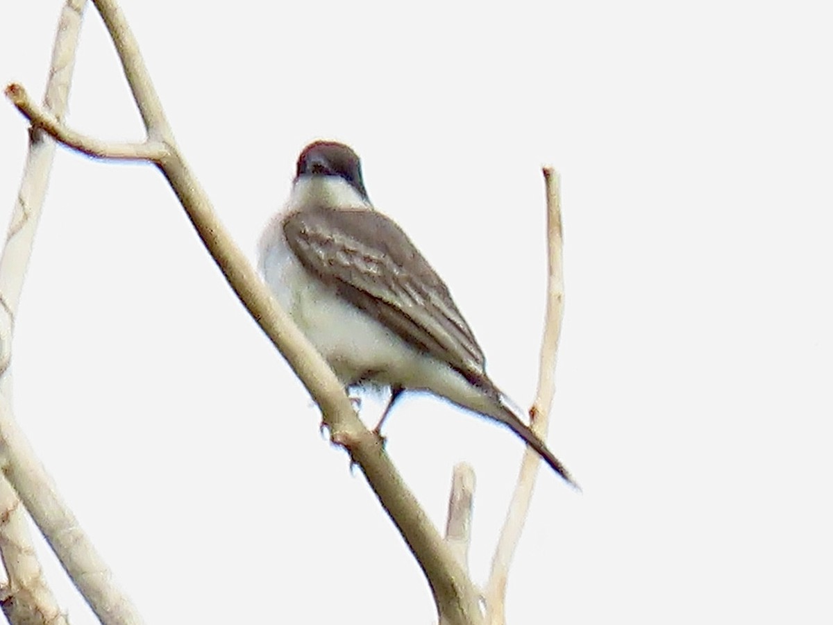 Eastern Kingbird - ML641414826