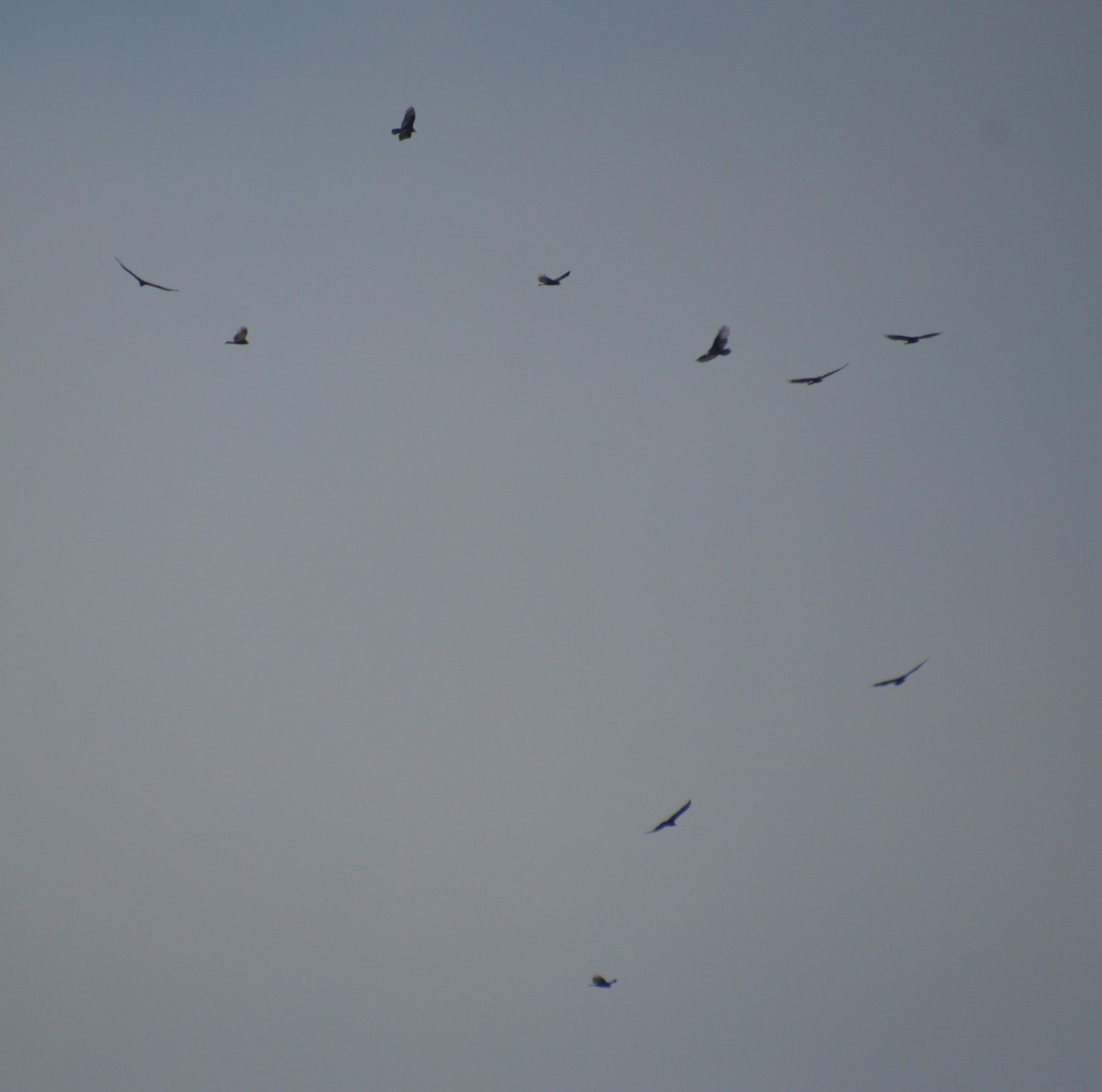 Turkey Vulture - ML641414827