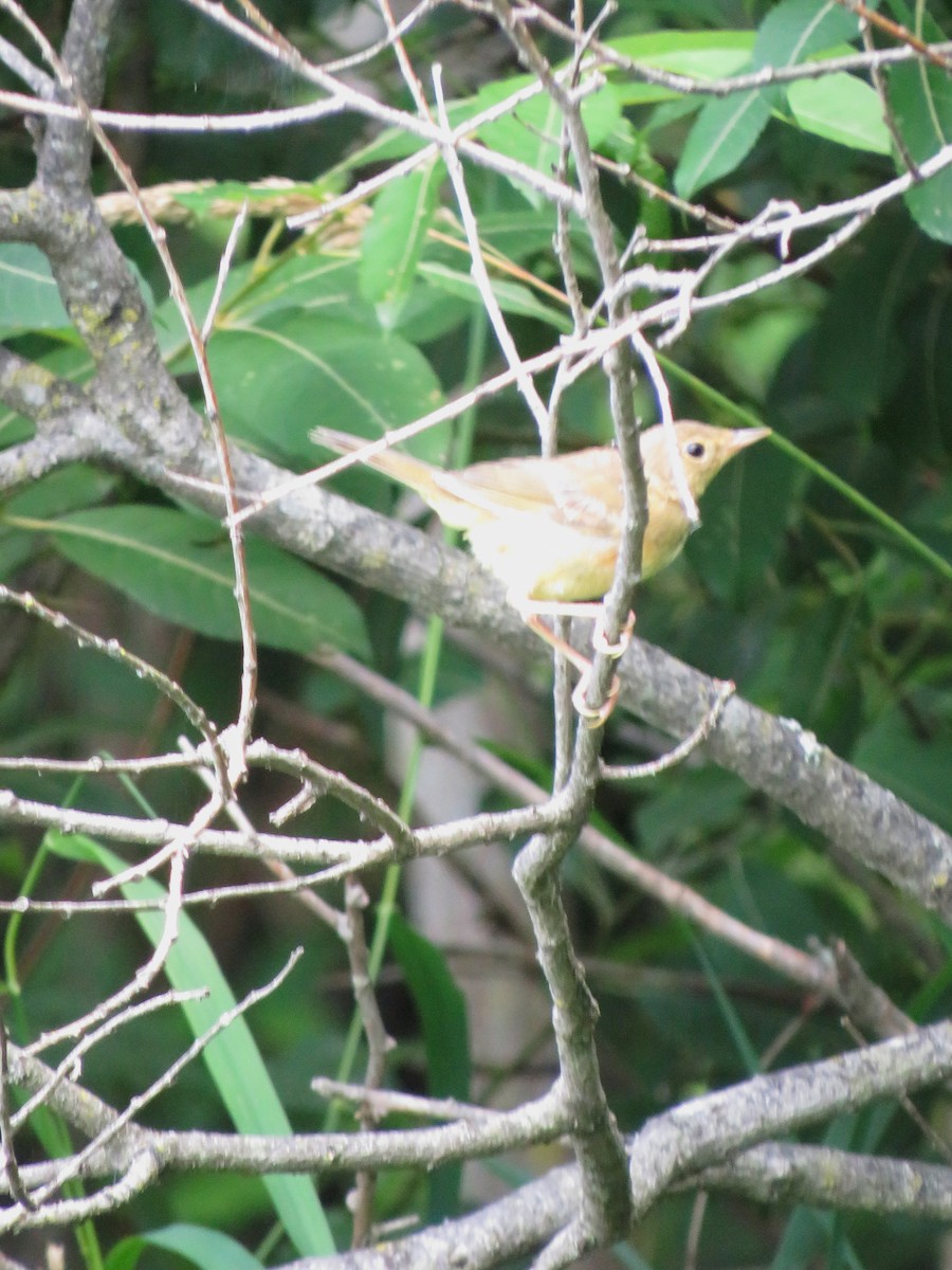 Common Yellowthroat - ML641414830