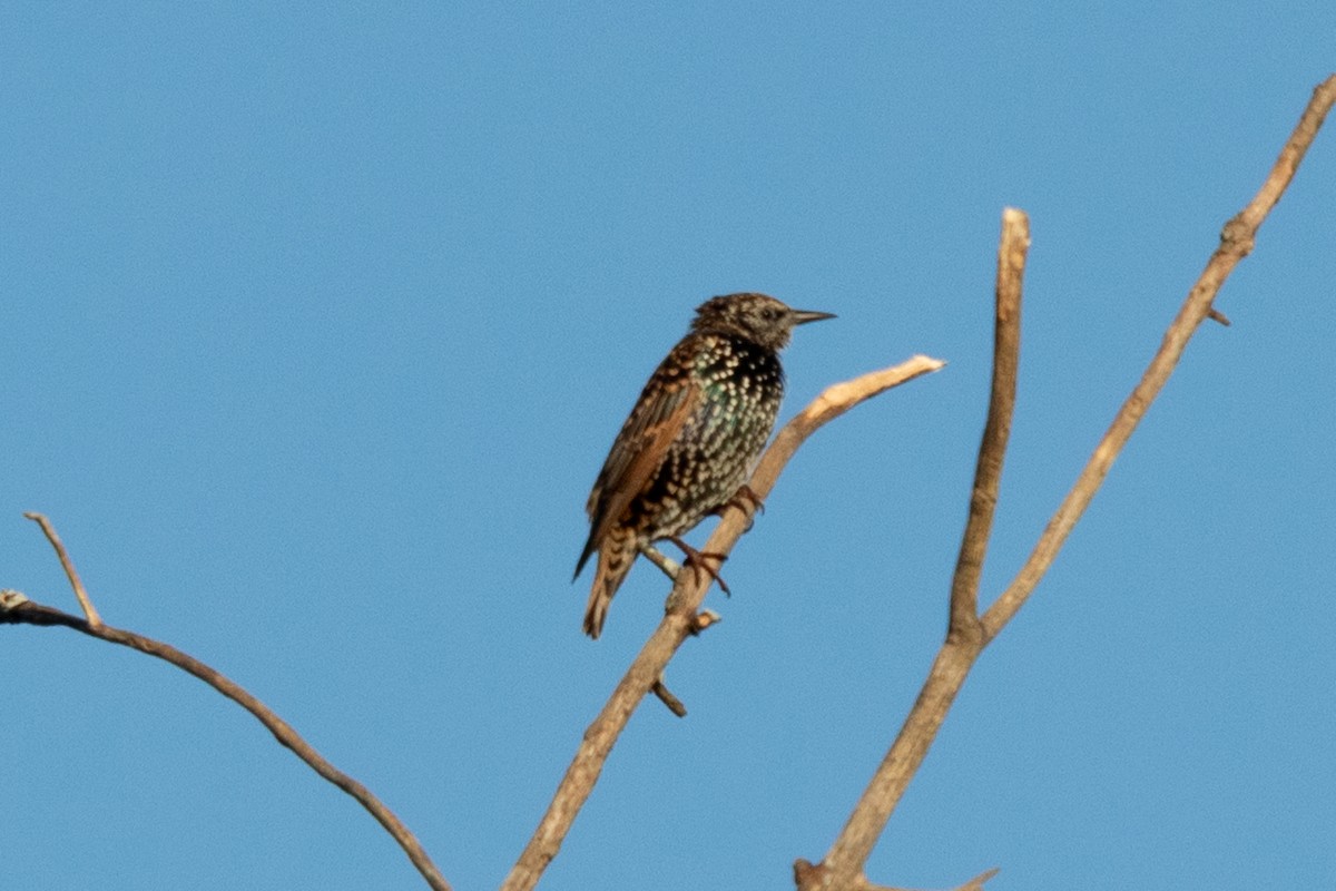 European Starling - ML641414831