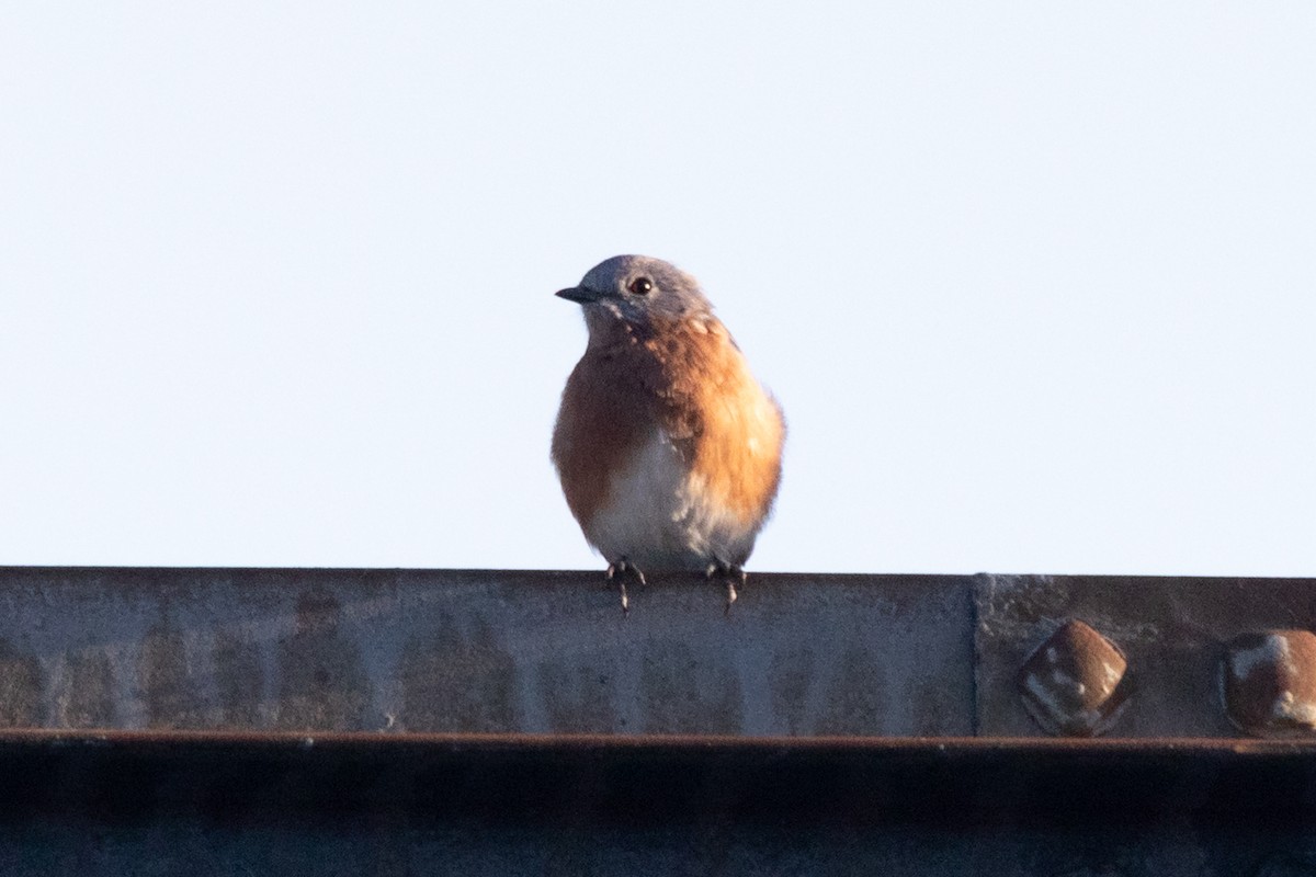 Eastern Bluebird - ML641414833