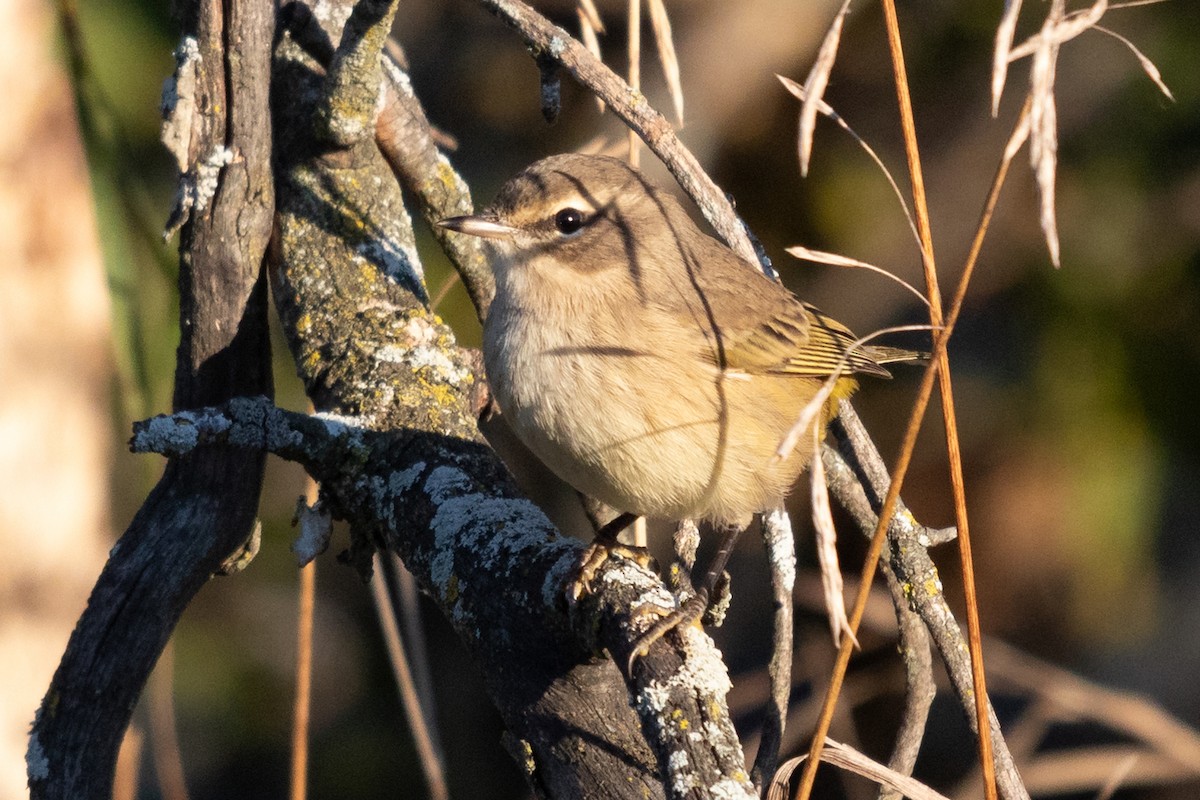 Palm Warbler - ML641414835