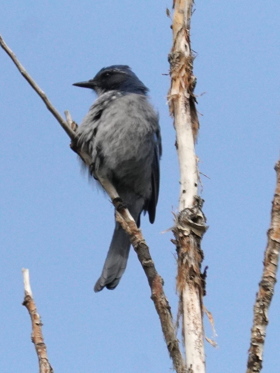Woodhouse's Scrub-Jay - ML641414836