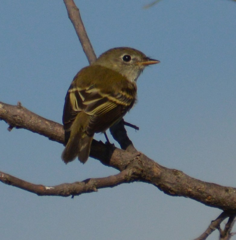 Empidonax sp. - ML641414838