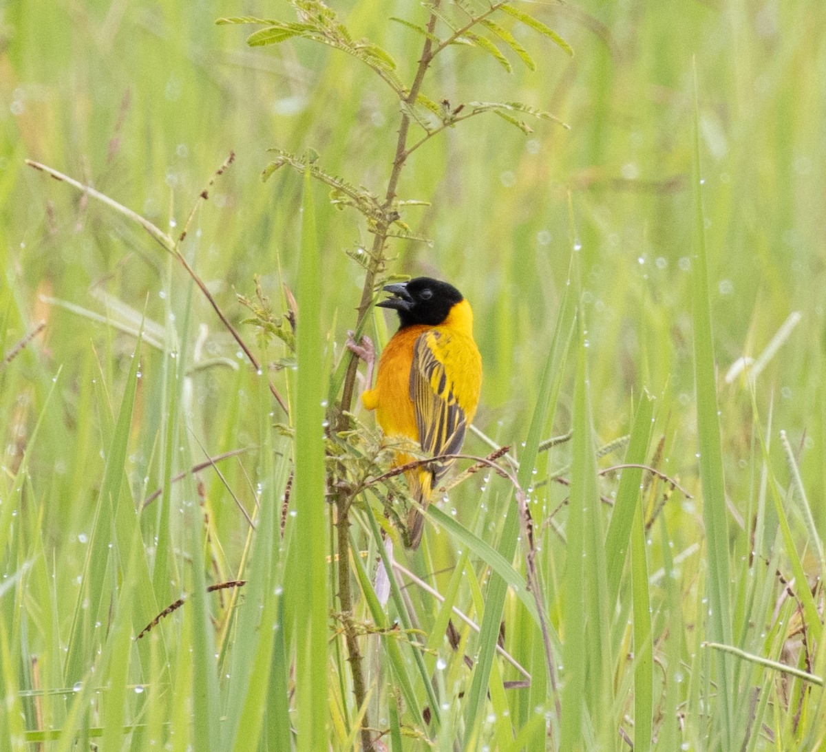 Black-headed Weaver - ML641414839