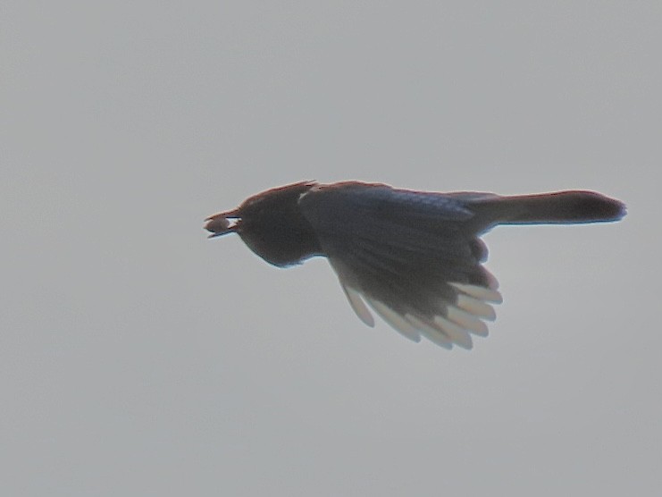 Steller's Jay - ML641414840