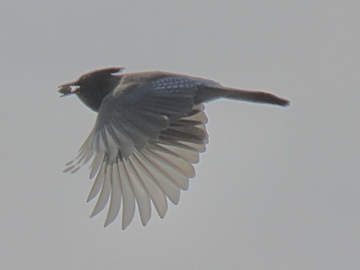 Steller's Jay - ML641414841