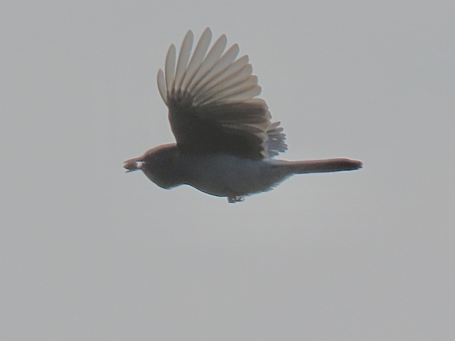 Steller's Jay - ML641414842