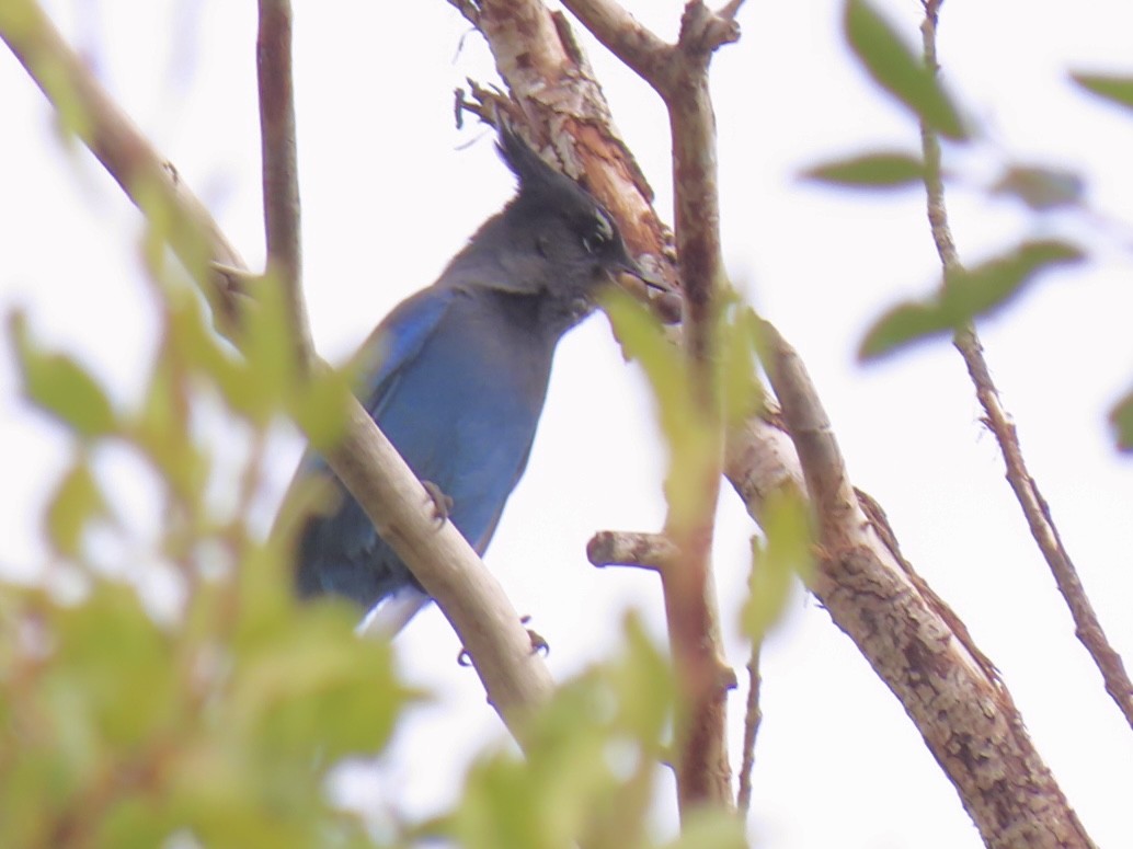 Steller's Jay - ML641414843