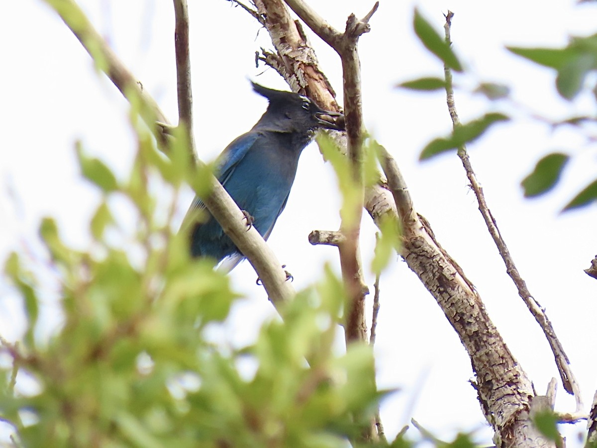 Steller's Jay - ML641414844