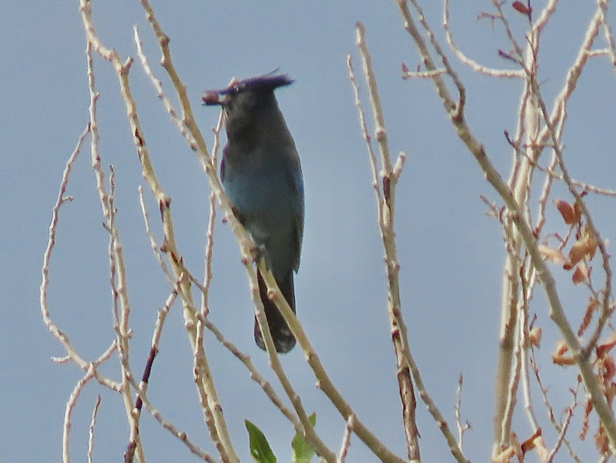 Steller's Jay - ML641414845