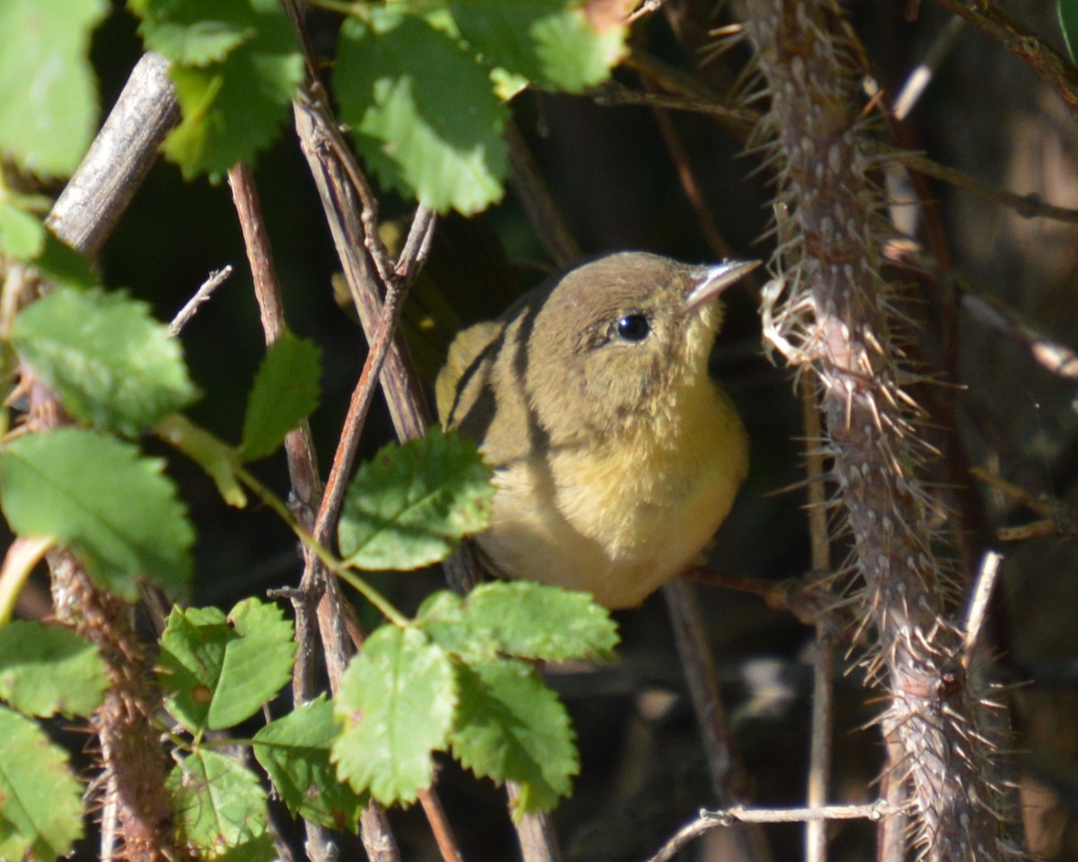 Common Yellowthroat - ML641414846