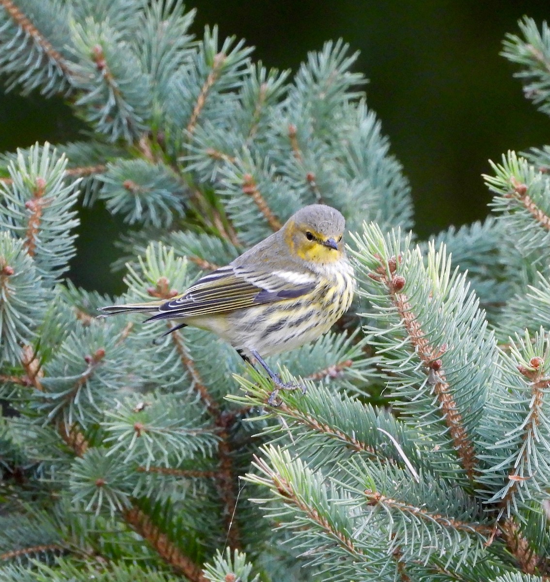 Cape May Warbler - ML641414848