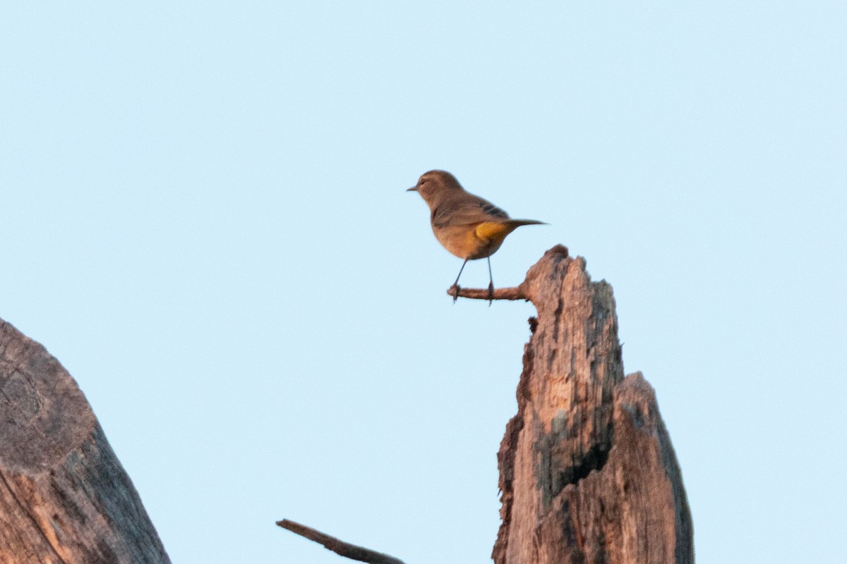 Palm Warbler - ML641414849