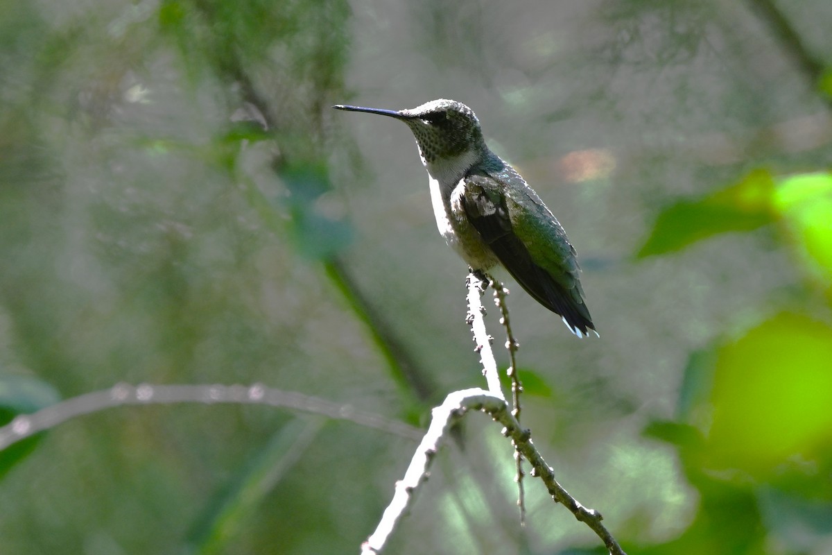 Ruby-throated Hummingbird - ML641414850