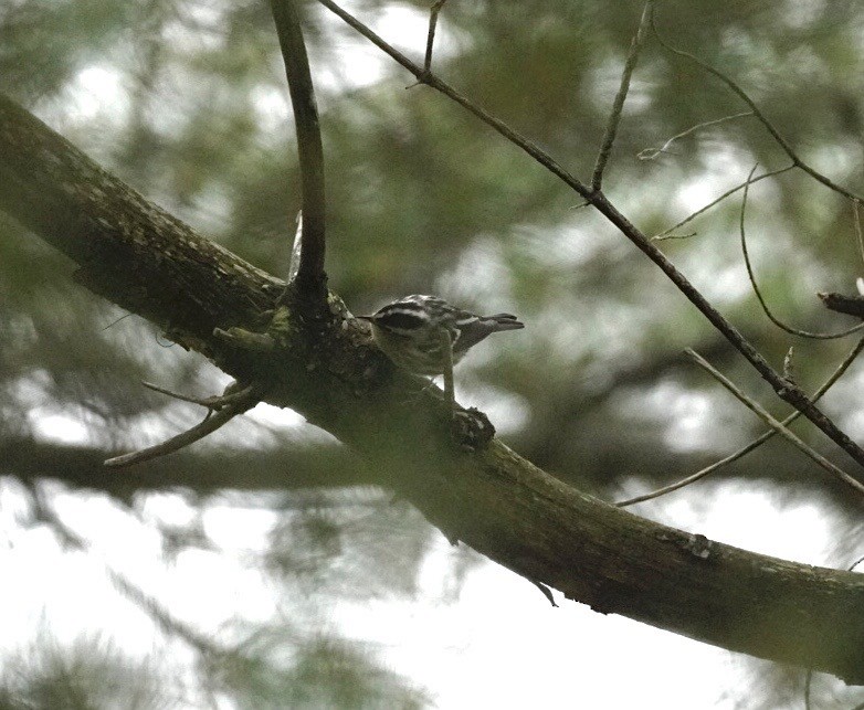 Black-and-white Warbler - ML641414855