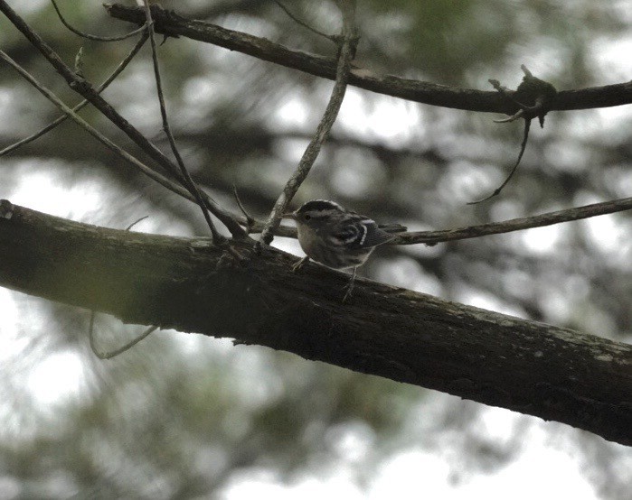 Black-and-white Warbler - ML641414856