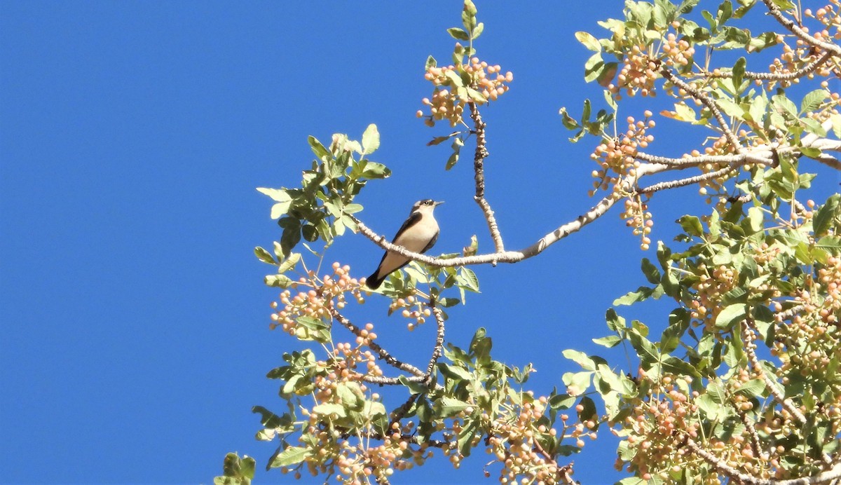 Eastern Black-eared Wheatear - ML641414871