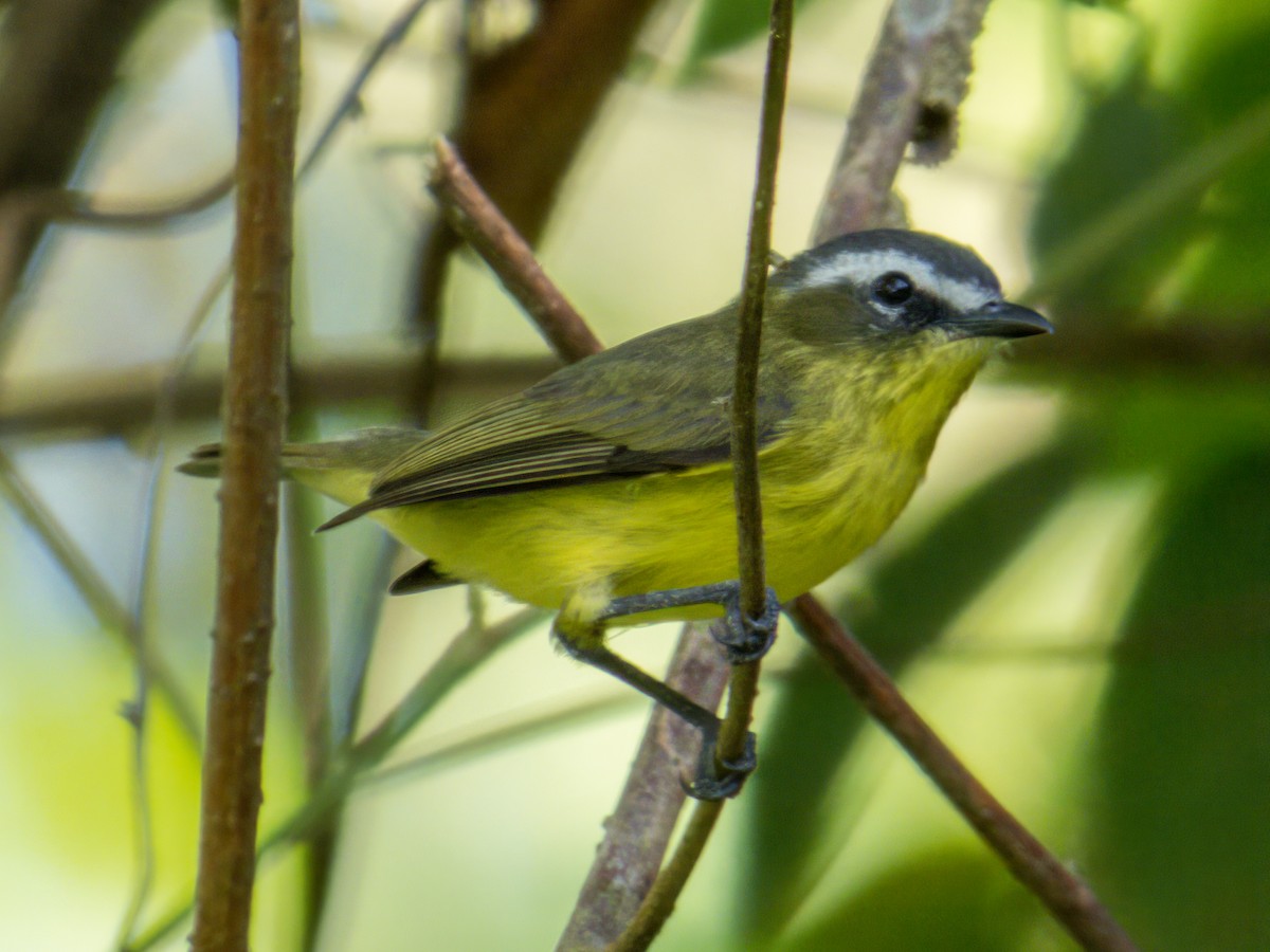 Yellow-bellied Tyrannulet - ML641414894